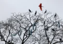 Mais de 500 espécies de aves estarão em risco de extinção em 100 anos