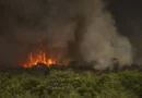 Queimadas atingiram 30 milhões de hectares no país em 2024