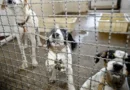 Projeto aprovado na Câmara proíbe uso de animais em testes cosméticos