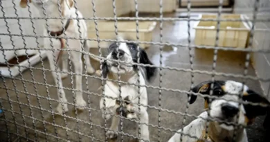 Projeto aprovado na Câmara proíbe uso de animais em testes cosméticos