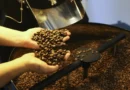Setor cafeeiro pode ser forçado a redirecionar produção, diz USP
