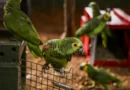 Polícia do Rio resgata 90 aves silvestres que seriam vendidas em feira