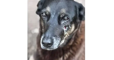 Caso Orelha: polícia pede internação de adolescente envolvido no crime