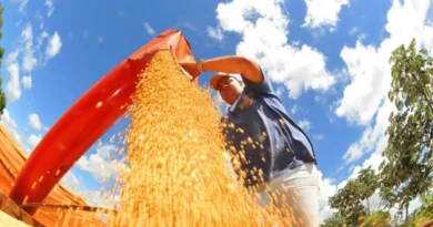 Produção de grãos pode chegar a 353,4 milhões de toneladas