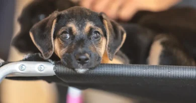 Saiba como educar crianças e adolescentes para respeitar os animais