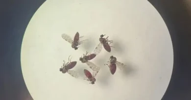 Subnotificados, casos de Oropouche atingem 2% da população brasileira