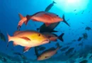 Lista de peixes e invertebrados ameaçados de extinção é atualizada