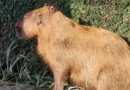 MPRJ denuncia agressores de capivara na Ilha do Governador no Rio