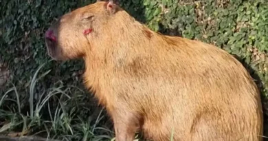 MPRJ denuncia agressores de capivara na Ilha do Governador no Rio