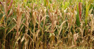 Praga do milho provoca prejuízo de R$ 33,6 bilhões por ano