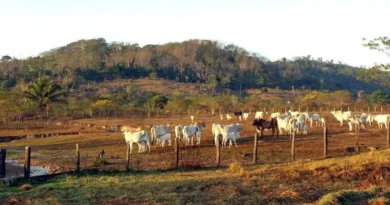 STF mantém lei que limita compra de terras por empresas estrangeiras