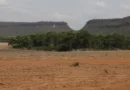 Fragmentos de vegetação nativa cresceram no país 163% em 38 anos