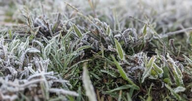 Frio ameaça lavouras de segunda safra do centro-sul
