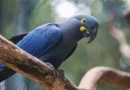Lista de fauna ameaçada tem 180 animais incluídos e 150 retirados