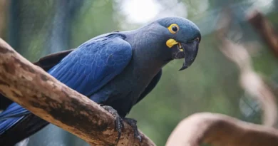 Lista de fauna ameaçada tem 180 animais incluídos e 150 retirados