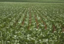 Entenda impasse entre bancada do agro e governo sobre dívidas rurais