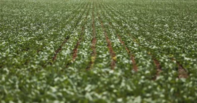 Entenda impasse entre bancada do agro e governo sobre dívidas rurais