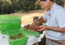 Finep vai pagar R$ 220 milhões para inovações em agricultura familiar