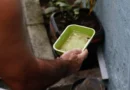 El Niño pode aumentar casos de chikungunya e dengue no Brasil