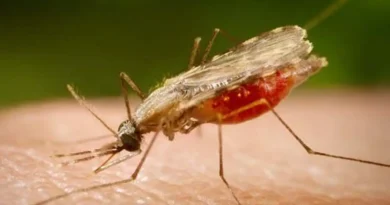 Cientistas da Fiocruz podem produzir vacina completa contra a malária