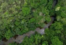 Projeto busca restaurar 600 mil hectares de vegetação nativa no Brasil