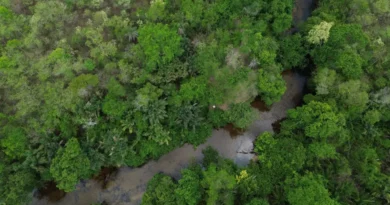 Projeto busca restaurar 600 mil hectares de vegetação nativa no Brasil