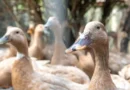 Entidades defendem projeto que proíbe alimentação forçada de animais