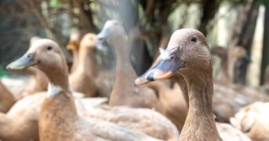 Sancionada lei que proíbe produção e comercialização de foie gras