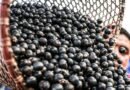 China facilita exportação de polpas e frutas congeladas brasileiras