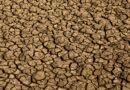 Desertificação no Brasil ameaça segurança hídrica e alimentar