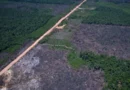 Desmatamento na Amazônia cai 36,87% no último ano