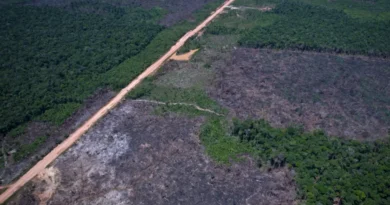 Desmatamento na Amazônia cai 36,87% no último ano