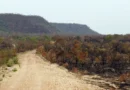 Menor vegetação nativa aumenta exposição do país ao El Niño