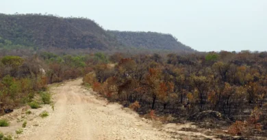 Menor vegetação nativa aumenta exposição do país ao El Niño