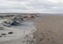 Fungos podem restaurar terras degradadas e combater crise climática