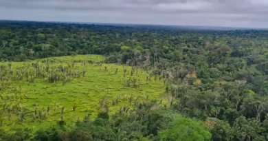 Imazon aponta desmatamento zero em 60% de terras indígenas na Amazônia