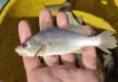 Cientistas identificam taxa recorde de deformações em peixes do ES