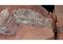 Estudo mostra fóssil de peixe pré-histórico encontrado em Mato Grosso