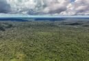 Reino Unido anuncia 400 mi de libras para Fundo Florestas Tropicais
