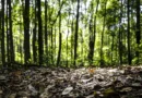 Produção florestal no país alcança recorde de R$ 47,9 bilhões em 2025