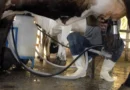 Produção de leite bate recorde mesmo com redução de vacas ordenhadas