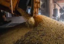 Produção brasileira de grãos deve aumentar apesar do El Niño