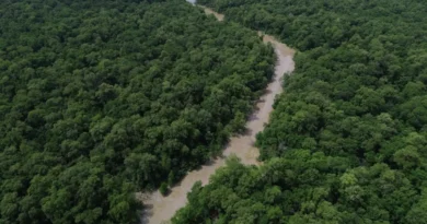 Desmatamento cai 41,8% na Amazônia e 23,8% no Cerrado em um ano