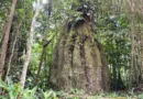 Congresso terá sete em cada dez parlamentares contra agenda ambiental