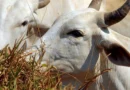 Carne brasileira vai pagar tarifa de 67% para entrar na China