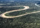 Holanda anuncia US$ 500 milhões em fundo florestal criado pelo Brasil