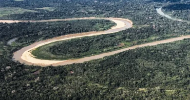 Holanda anuncia US$ 500 milhões em fundo florestal criado pelo Brasil