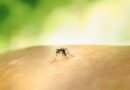 Aedes aegypti: quase metade dos municípios está em alerta ou risco