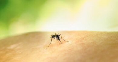 Aedes aegypti: quase metade dos municípios está em alerta ou risco