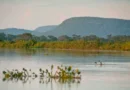 Cerrado brasileiro perdeu 13,9 milhões de hectares de margens de rios